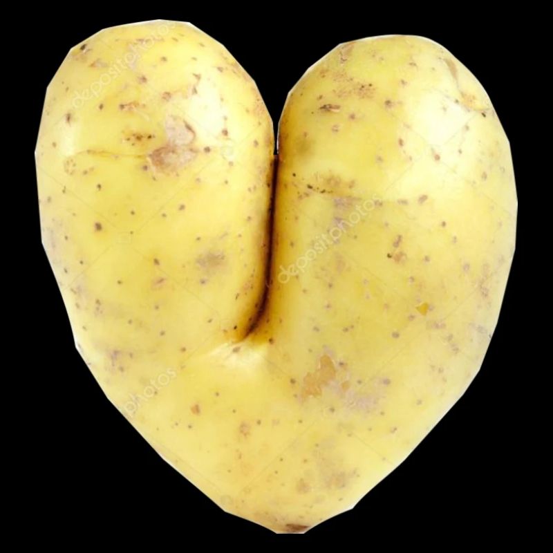 Here de pomme de terre