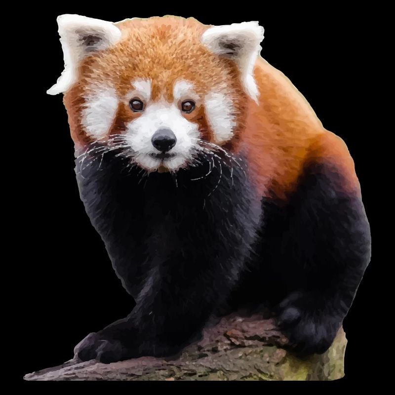 Doux petit panda rouge et mignon chat ours