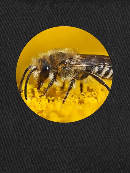 Abeilles Photographie