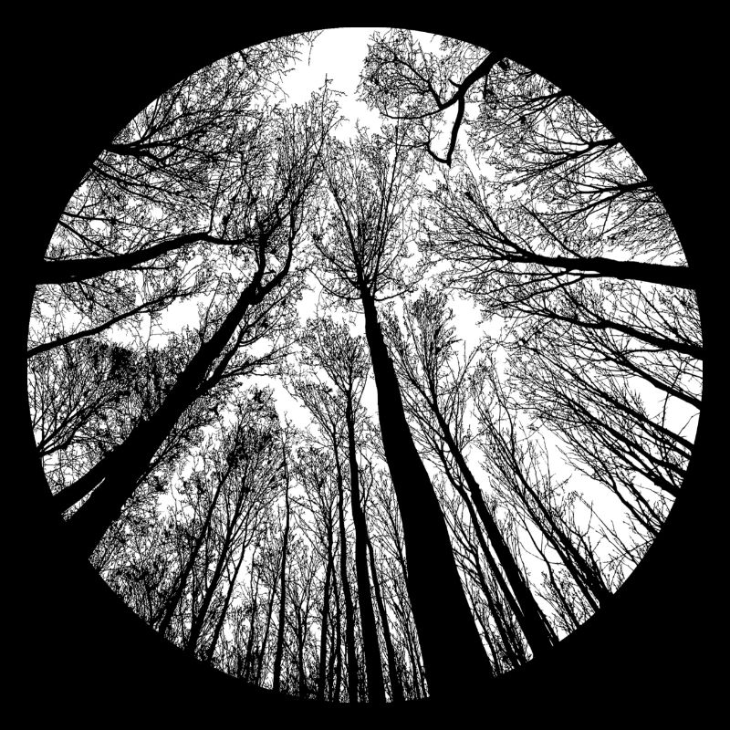 Tree Circle Tree Silhouettes Forest Nature