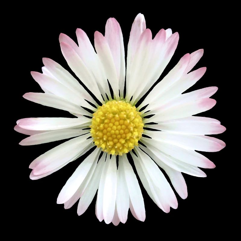 Gänseblümchen Margeriten Blume, Blüte, blumig