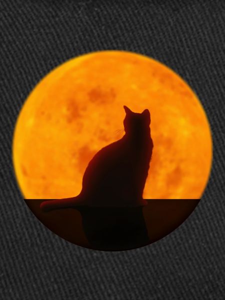 Katze
