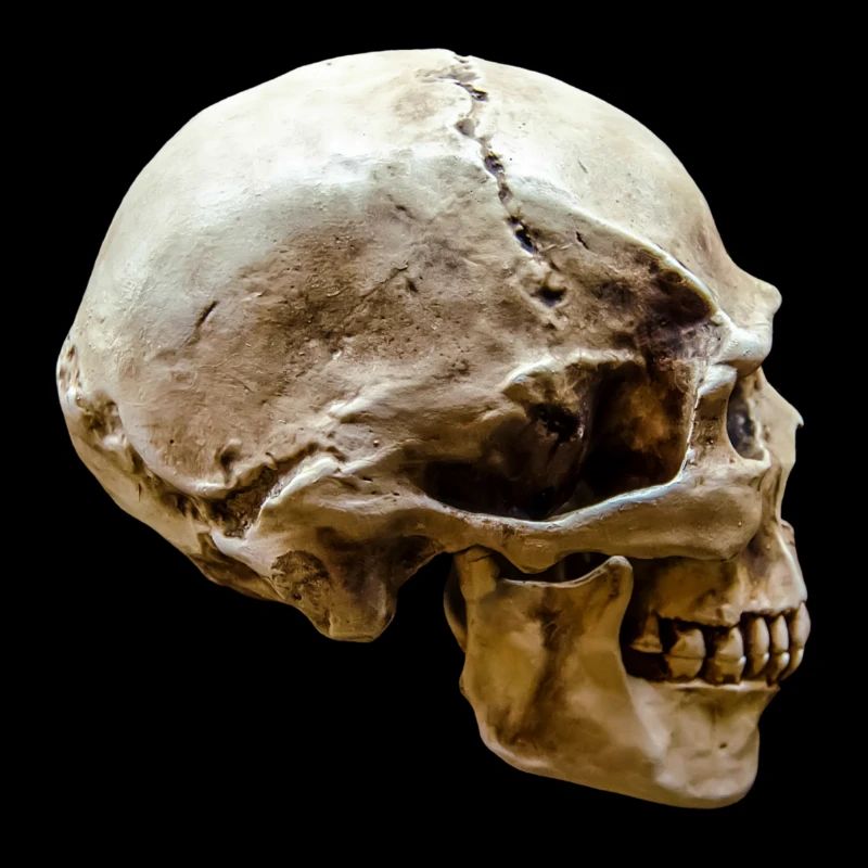 Skull – Skull