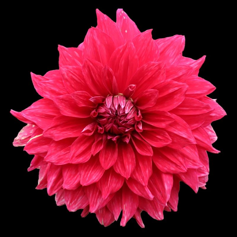 Fleur Rouge Fleur Rouge Fleurs Rouge Fleurs Rouge