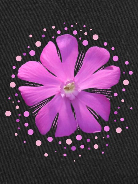 fleur rose