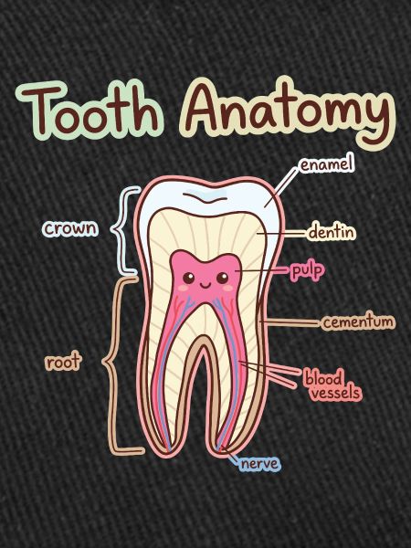 Dentiste assistant dentaire en anatomie dentaire