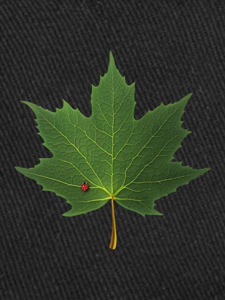 MAPLE LEAF - LADYBUG