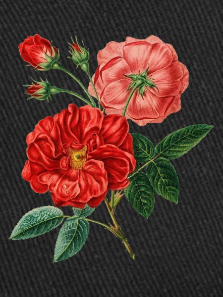 Roses Plant