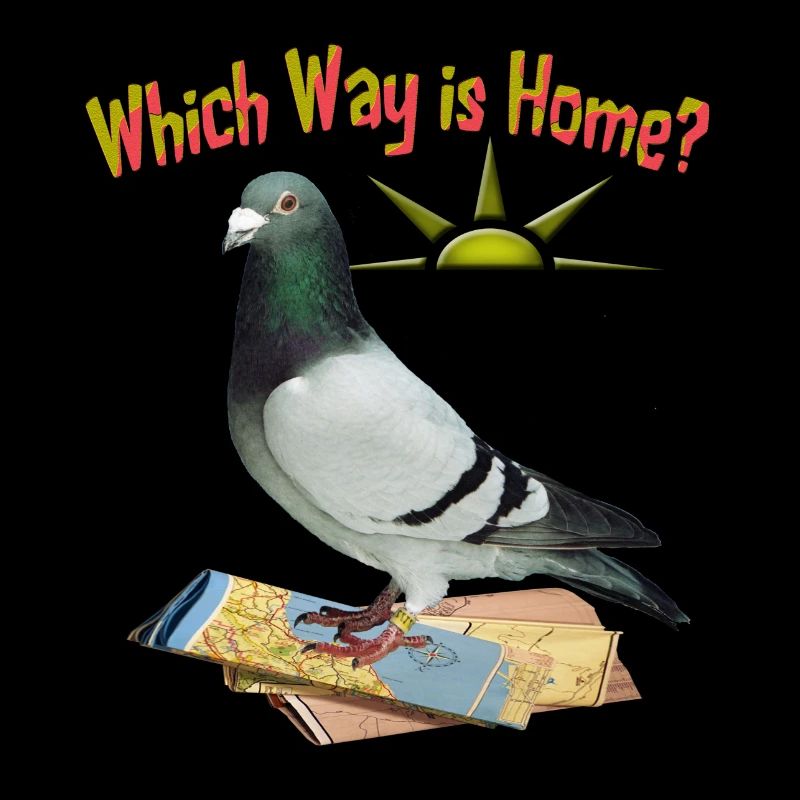 Which Way is Home