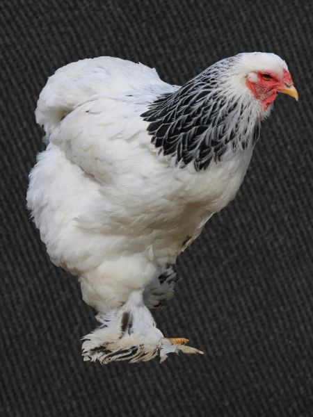 Brahma