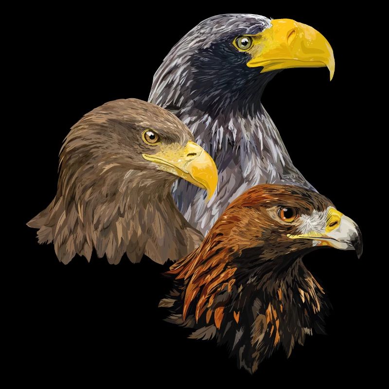 Oiseaux de proie