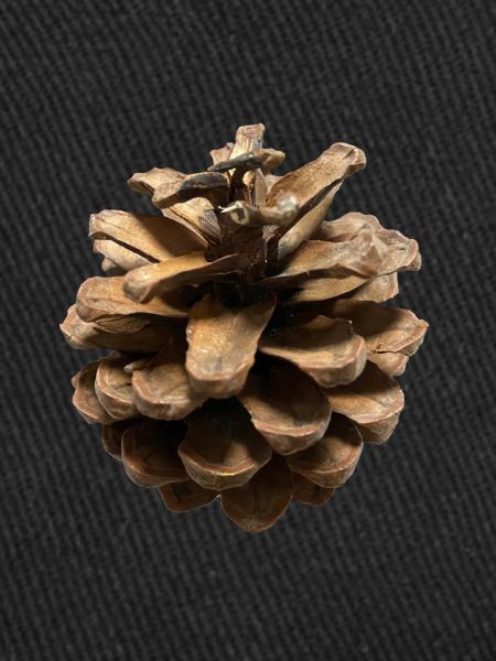 pomme de pin