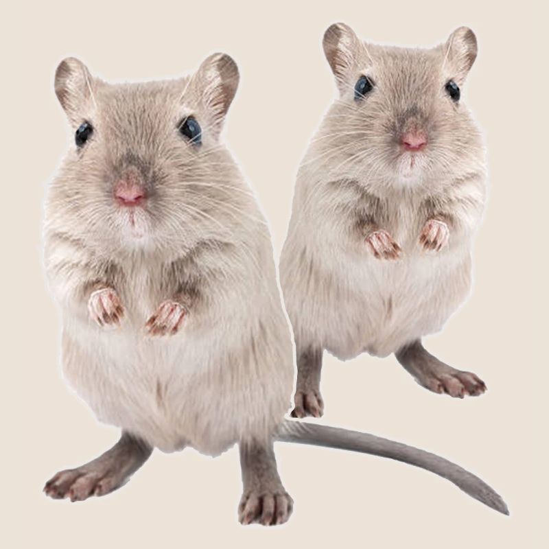 Rennmaus Gerbils Souris de course du désert