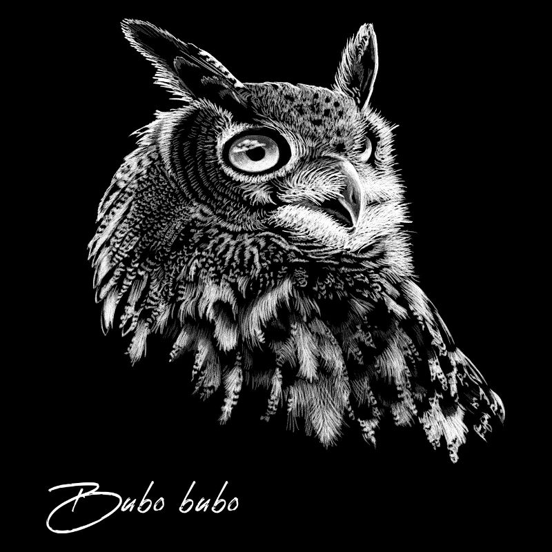 Eagle Owl Drawing