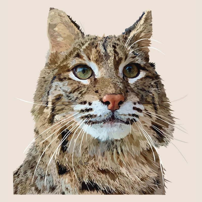 Lynx