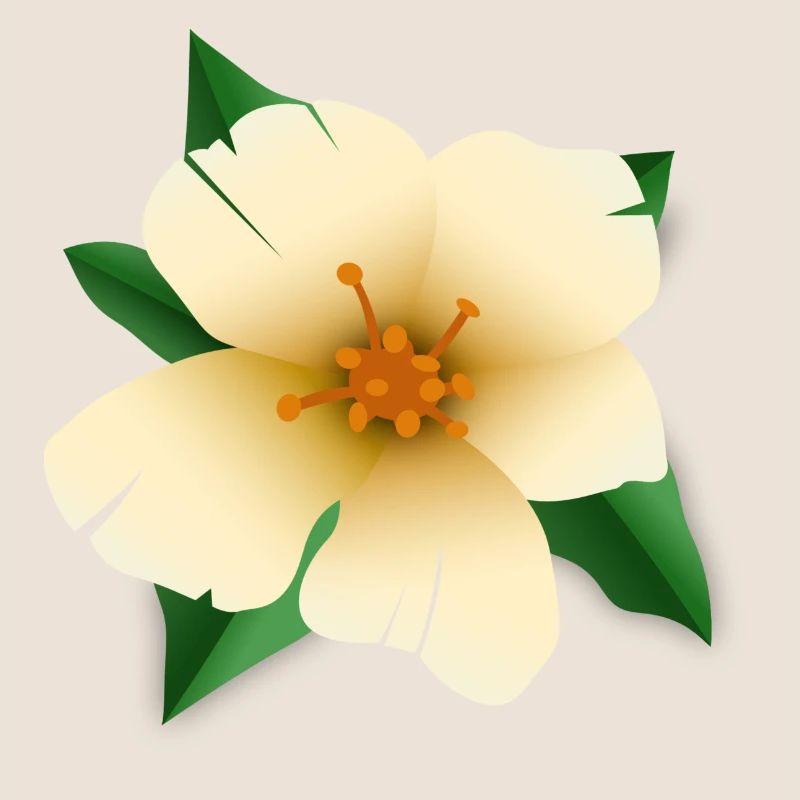Fleur d’hibiscus