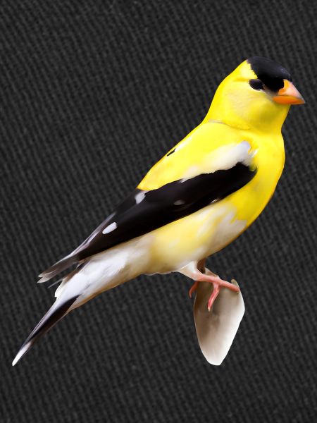 Chardonneret jaune