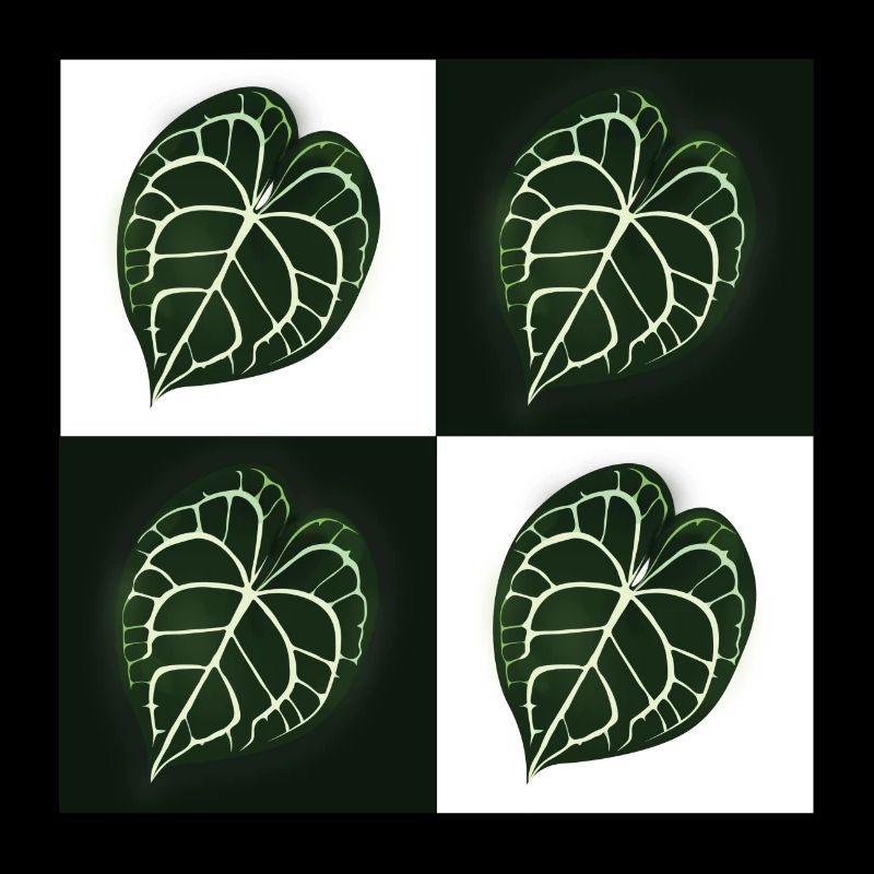 Anthurium Clarinervium
