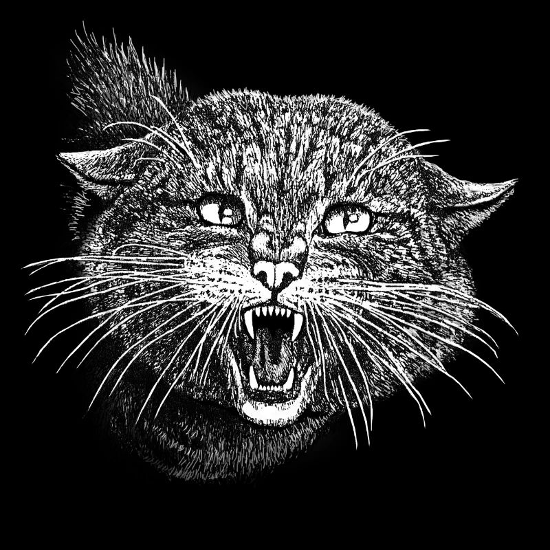 Chat sauvage chat sauvage