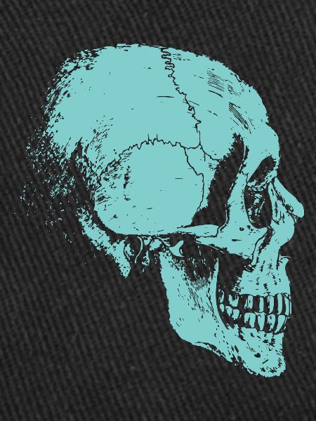 Skeleton skull of bones