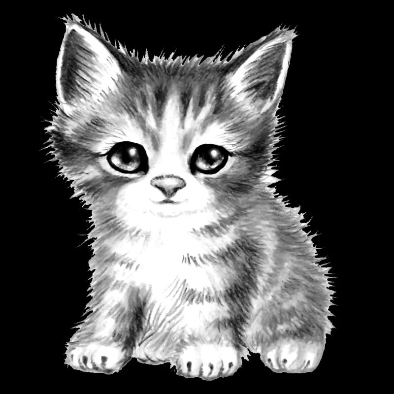 chat chaton mignon noir et blanc doux moelleux