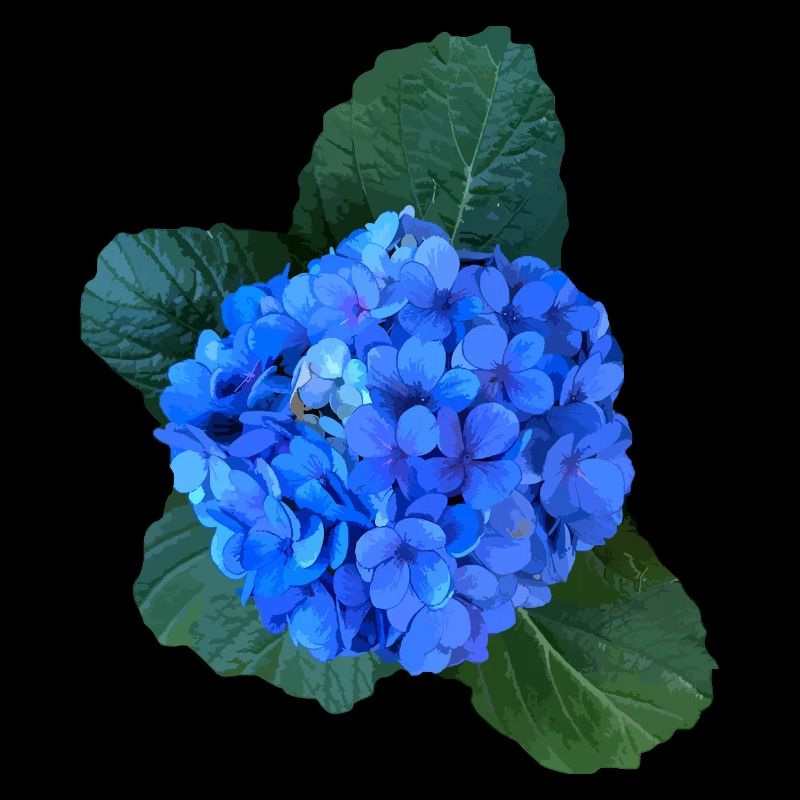 Hydrangea blue from the Azores