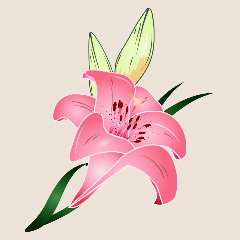 pink lily bloom with two buds