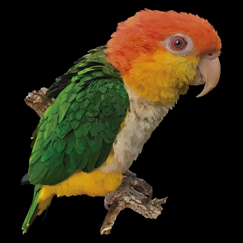 Der orangeköpfige Caique