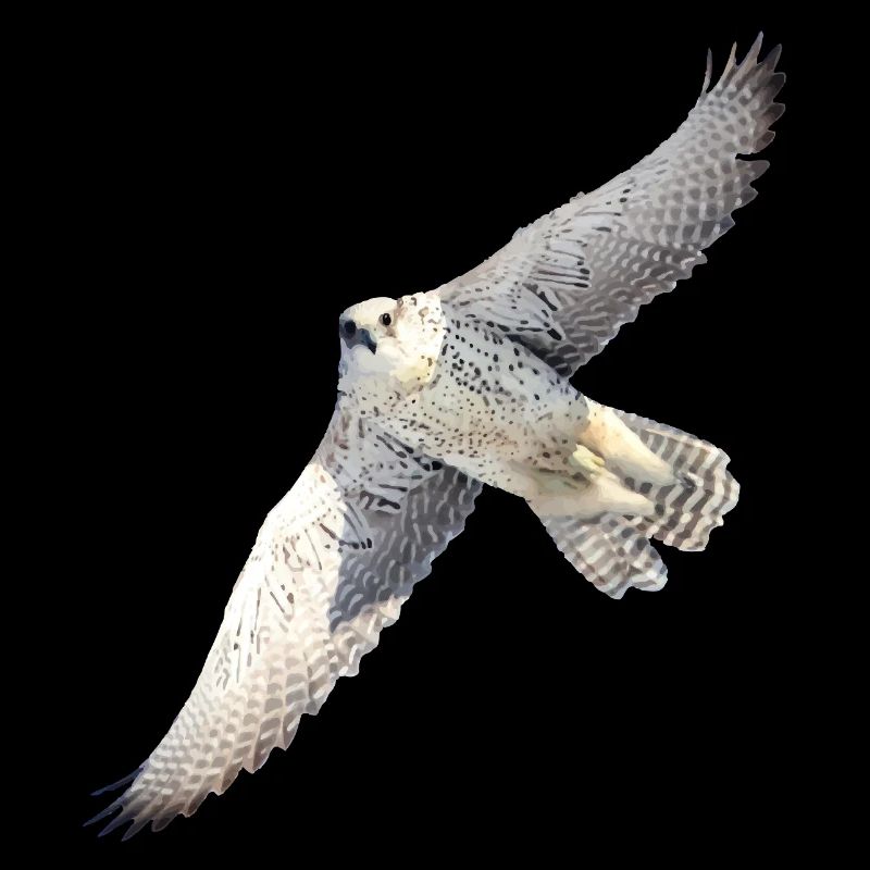 GyrFalcoin flight