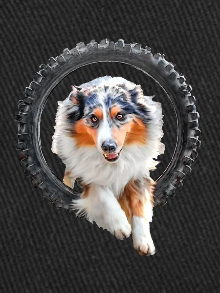 Australian Shepherd Agility