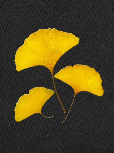 Ginkgo 1.1 Feng Shui Design