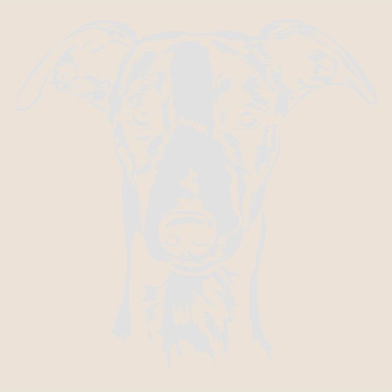 Whippet