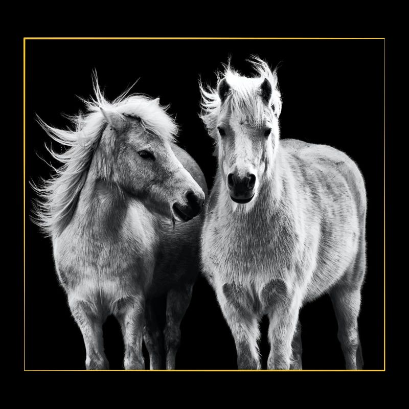 Cheval - Chevaux - Poney