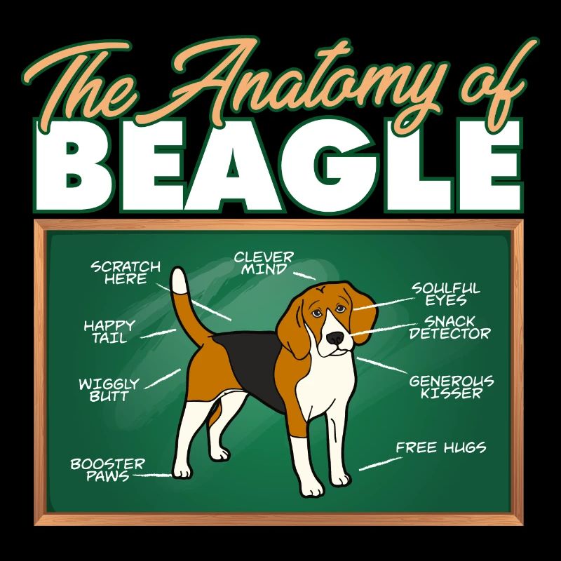 Anatomie d’un Beagle I Drôle Beagle