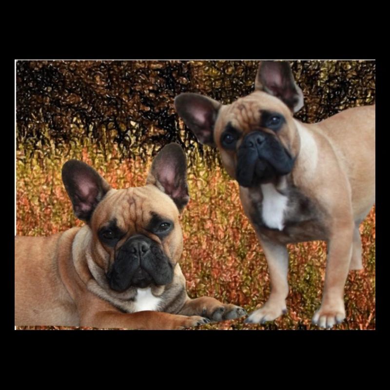 Bouledogues français dans la prairie