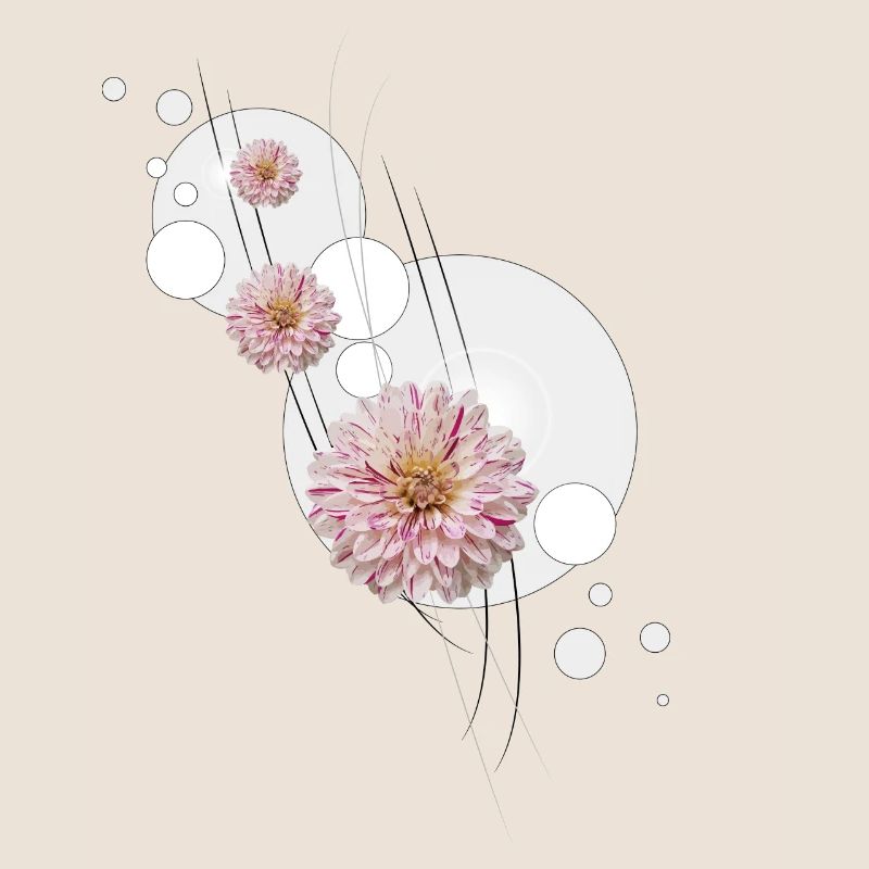 Dahlia fleurit gris