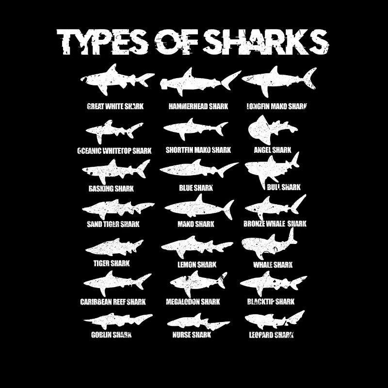 Requins Requin Requins types de requins plongeur cadeau de la mer