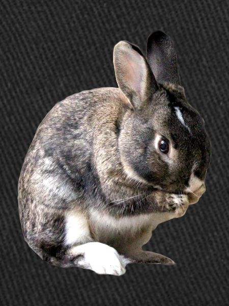 rabbit