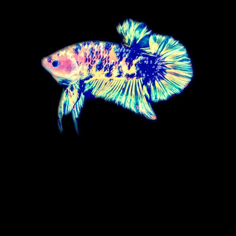 Siamese fighting fish