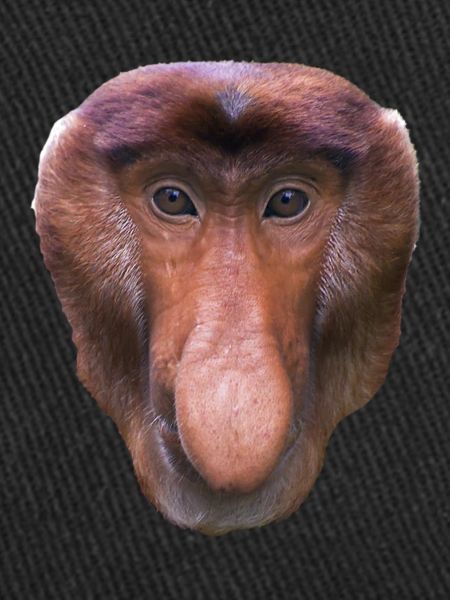 nasal monkey am431