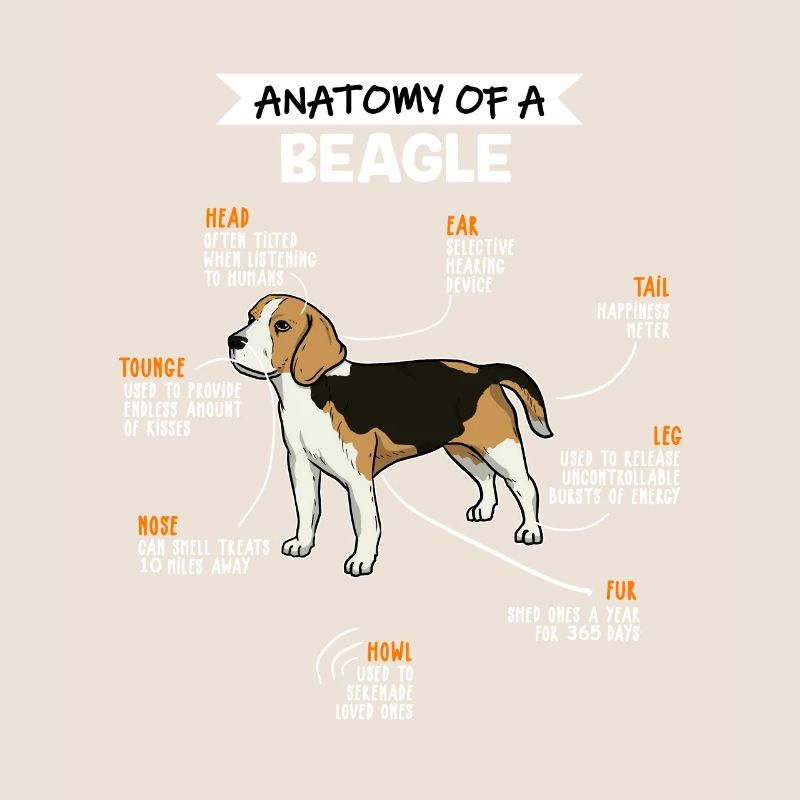 Anatomie du chien Beagle Fun chien propriétaire