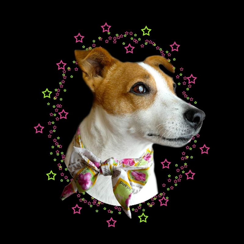 petit chien jack russell
