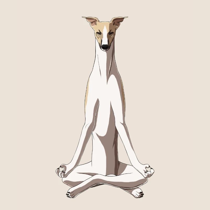 Chien whippet méditant