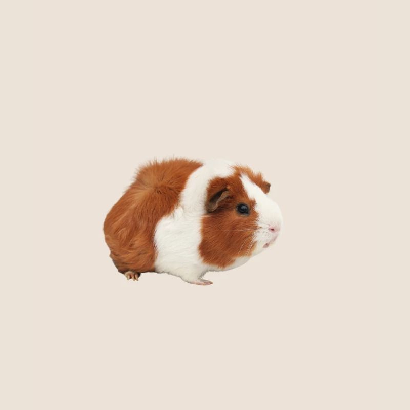 Cochon d'Inde Hamster
