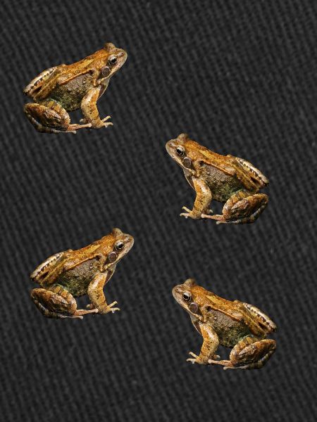 toad