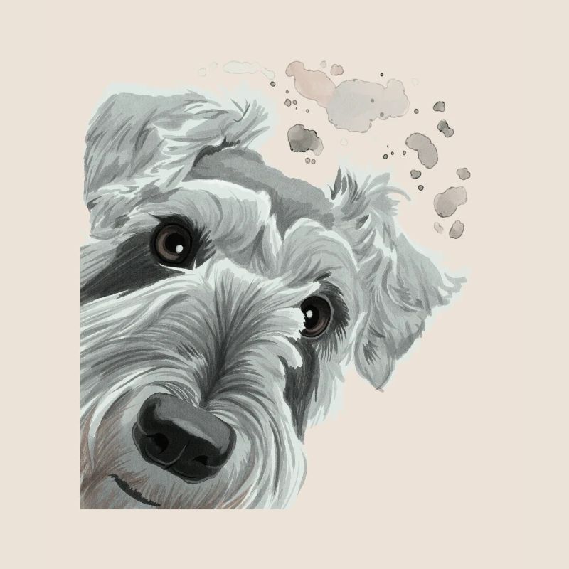 Neugieriger Schnauzer Hund