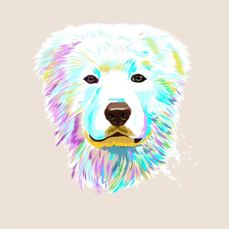 Splash MaremmenAbruzzenSchäferhund Hund