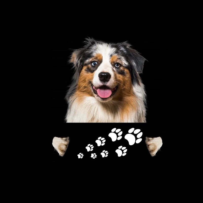 Australian Shepherd