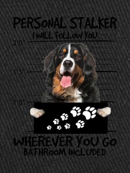 Bernese Mountain Dog