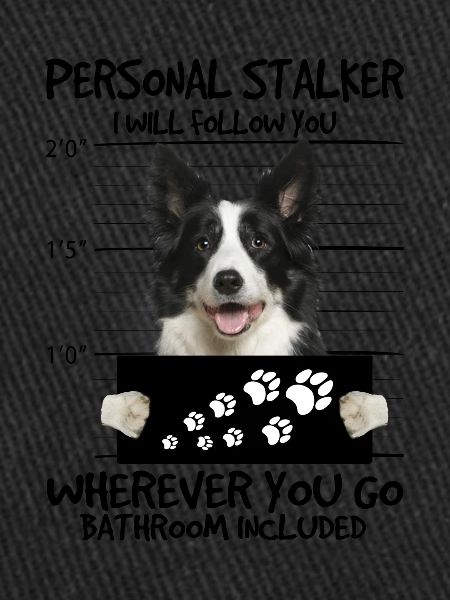 Border collie